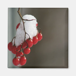 Snowy berries magnet