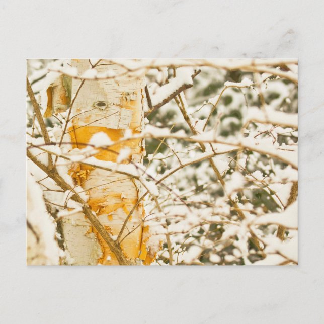 Snowy Birch Postcard (Front)