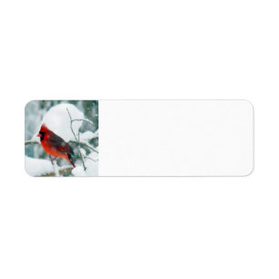 Snowy Cardinal
