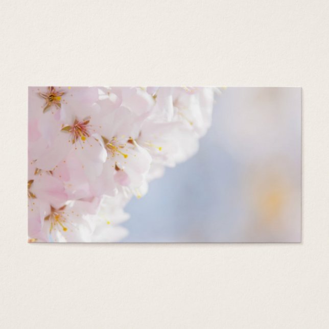 Snowy Cherry Blossoms (Front)