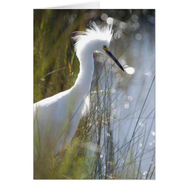 Snowy Egret (Front)