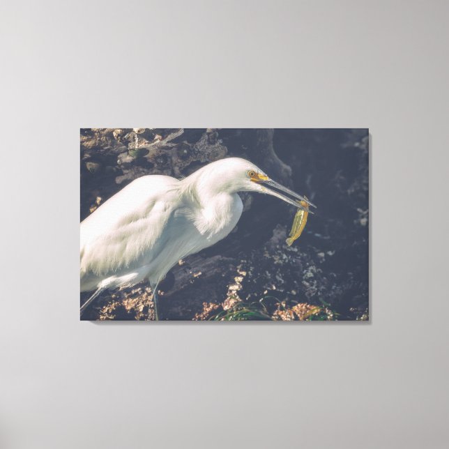 Snowy Egret and Its Catch Canvas Print (Front)