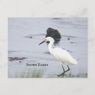 Snowy Egret Bird Postcard