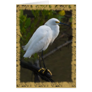 Snowy Egret Card
