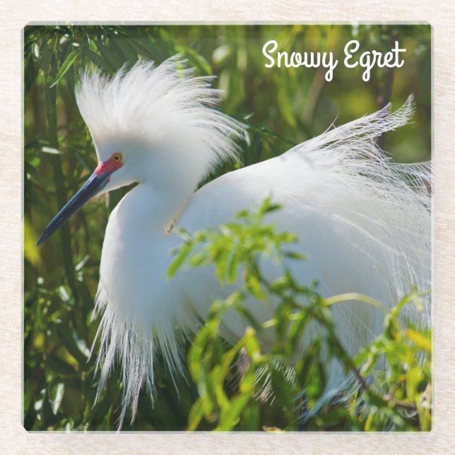 Snowy Egret Glass Coaster (Front)