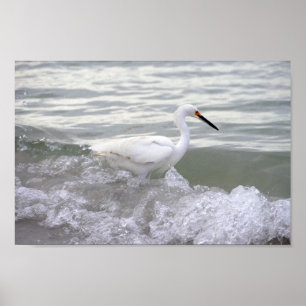 Snowy Egret in the Surf Poster