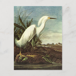 Snowy Egret, John James Audubon Postcard