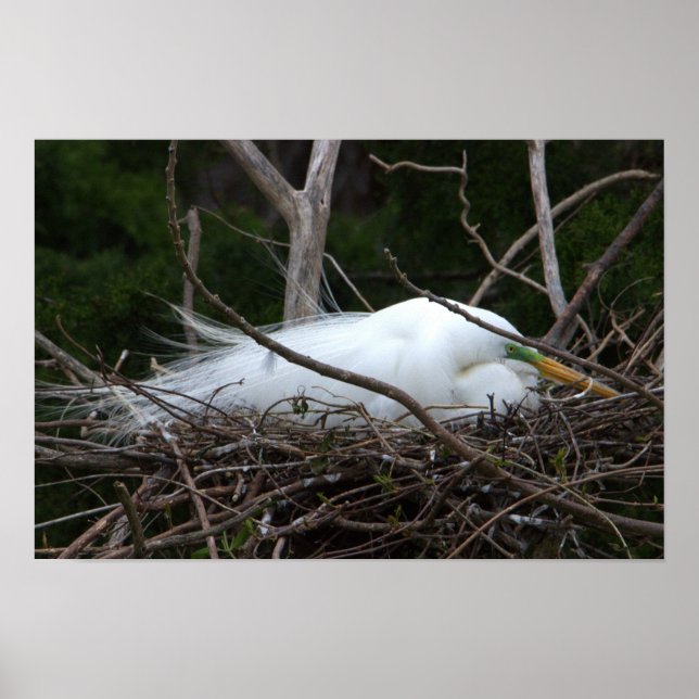 Snowy Egret Nesting Poster (Front)