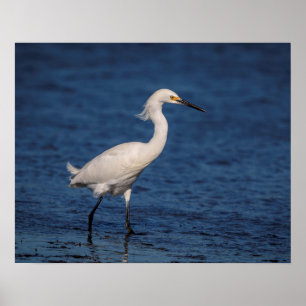 Snowy Egret on North Beach Poster