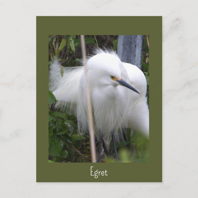 Snowy Egret Photo Postcard (Front)