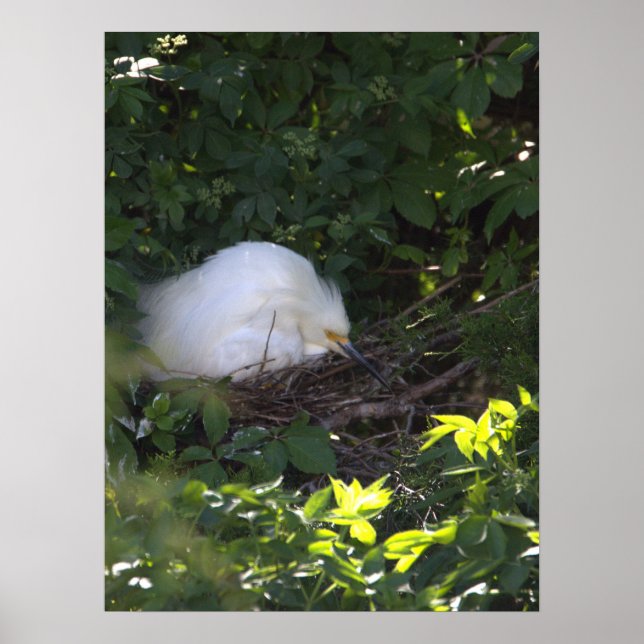 Snowy Egret Photo Poster (Front)