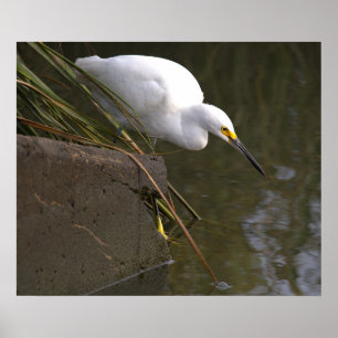 Snowy Egret Photo Poster