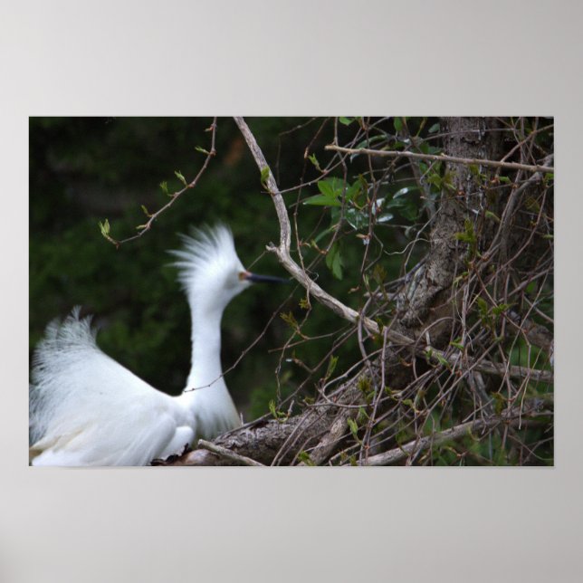 Snowy Egret Photo Poster (Front)