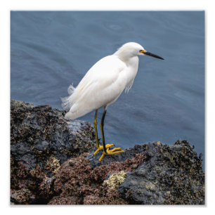 Snowy Egret Photo Print