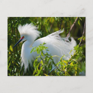 Snowy Egret Postcard