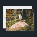 Snowy Egret Postcard<br><div class="desc">While exploring a local park, I came across this snowy egret resting in the brush in a lake. It was a perfect scenic setting with the bamboo backdrop, and the aquatic plants in the front. The white plumage of the snowy egret in this setting really popped out against all the...</div>