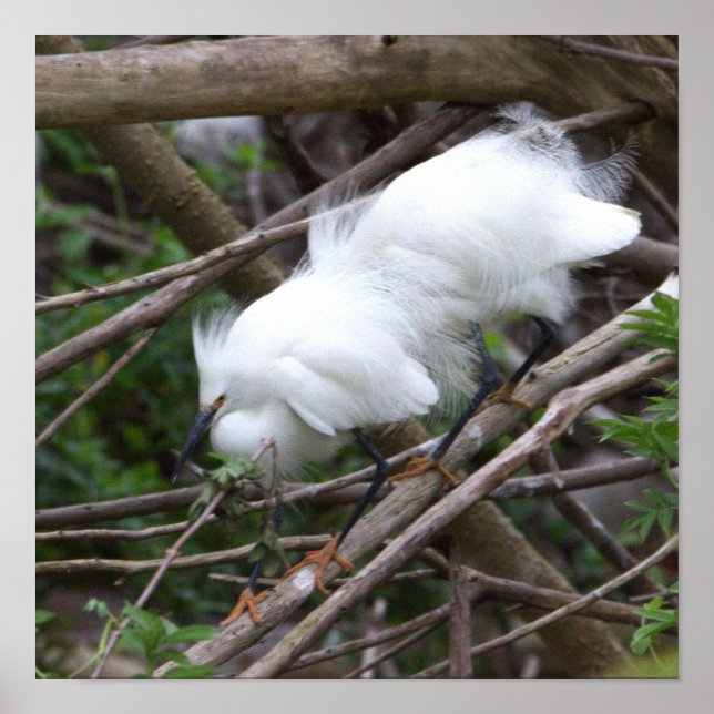 Snowy Egret Poster (Front)