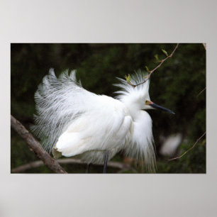 Snowy Egret Poster