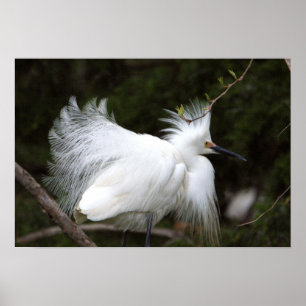 Snowy Egret Poster