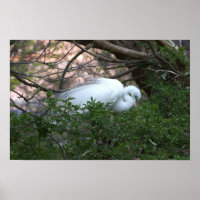 Snowy Egret Poster