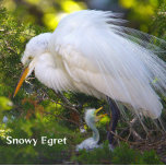 Snowy Egret with Baby Puzzle<br><div class="desc">Snowy Egret with Baby Puzzle</div>
