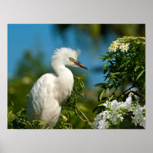 Snowy Egret with Flowers Print or Poster