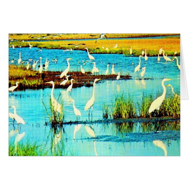 snowy egrets (Front Horizontal)