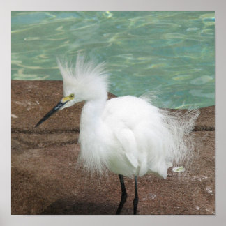 Snowy Egrets Poster