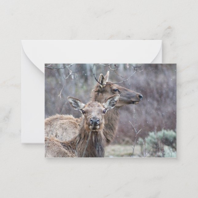 Snowy Elk  Card (Front)