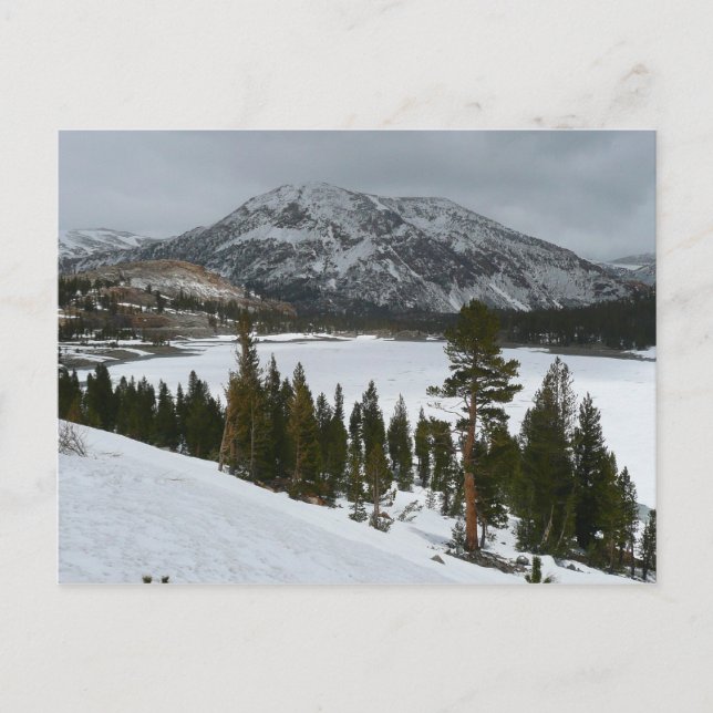 Snowy Ellery Lake California Winter Landscape Postcard (Front)