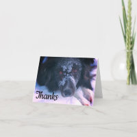 Snowy Faced Border Collie Cute Thank You Card