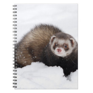 Snowy Ferret Notebook