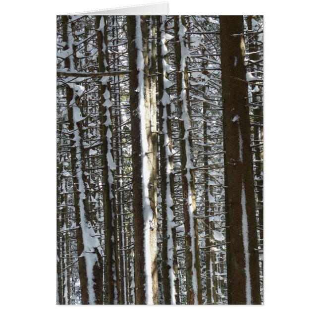 Snowy Fir Tree (Front)