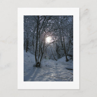 Snowy Forest Trail Postcard