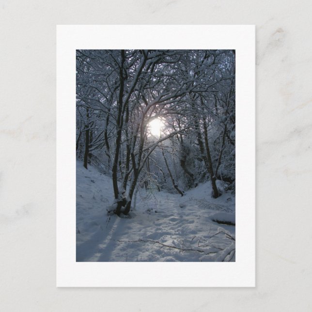 Snowy Forest Trail Postcard (Front)