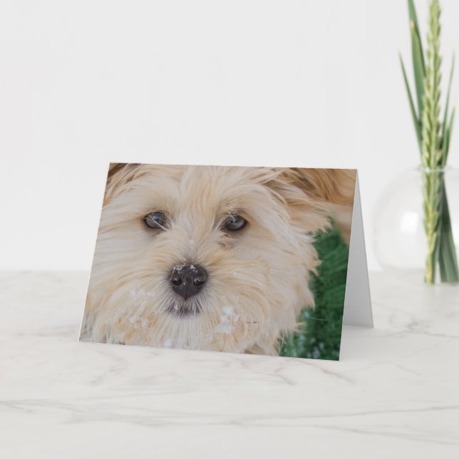 Snowy Havanese Puppy Card (Front)