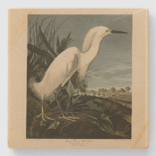 Snowy Heron (Egret) - Audubon's Birds of America Stone Coaster