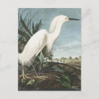 Snowy Heron or White Egret from Birds of America