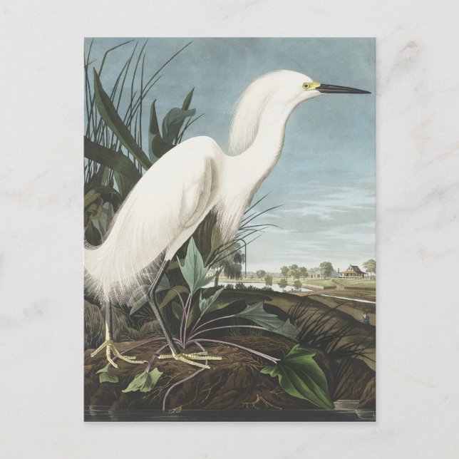Snowy Heron or White Egret from Birds of America Postcard (Front)