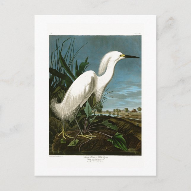 Snowy Heron White Egret Audubon Birds of America Postcard (Front)