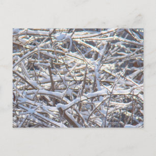 Snowy Ice Branches in Winter Postcard