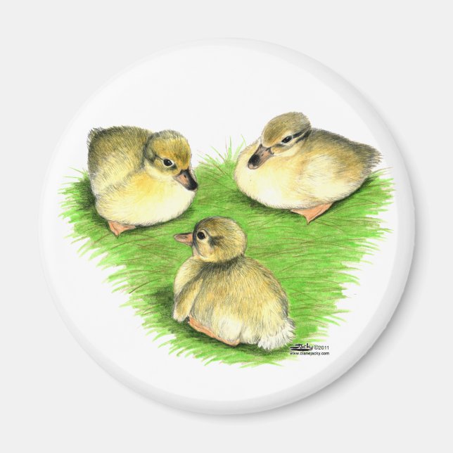 Snowy Mallard Ducklings Magnet (Front)