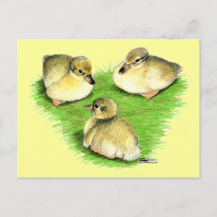 Snowy Mallard Ducklings Postcard