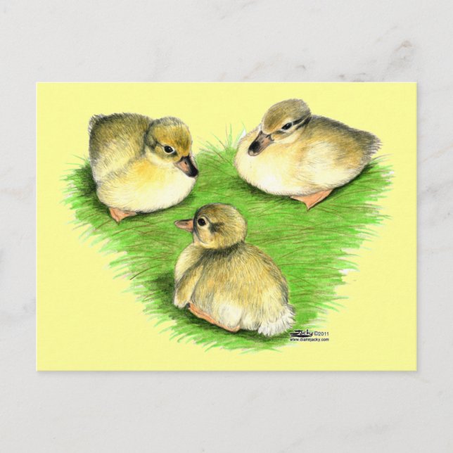 Snowy Mallard Ducklings Postcard (Front)