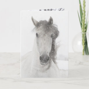Snowy Mare - Horse Greeting Card