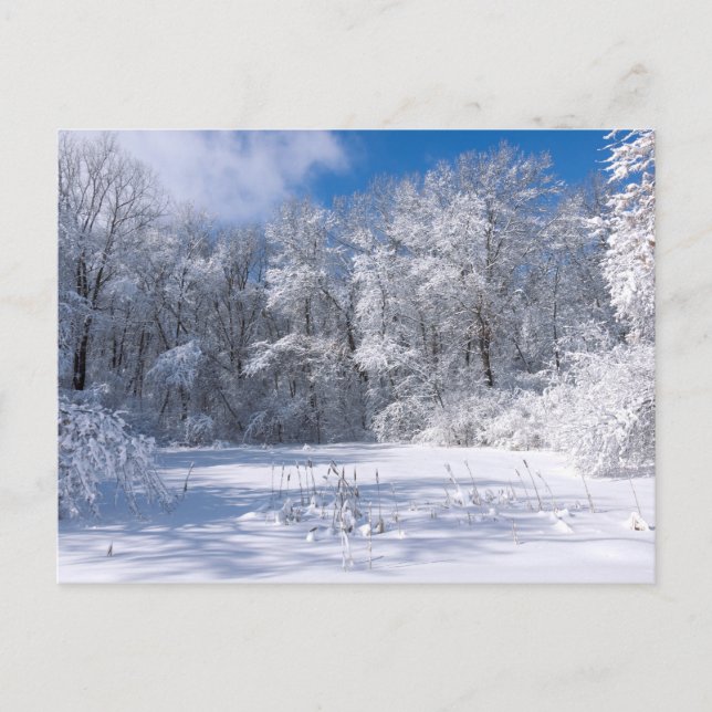 Snowy Marthaler Park and Trees Postcard (Front)