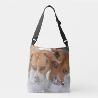 Snowy Noses Beagles