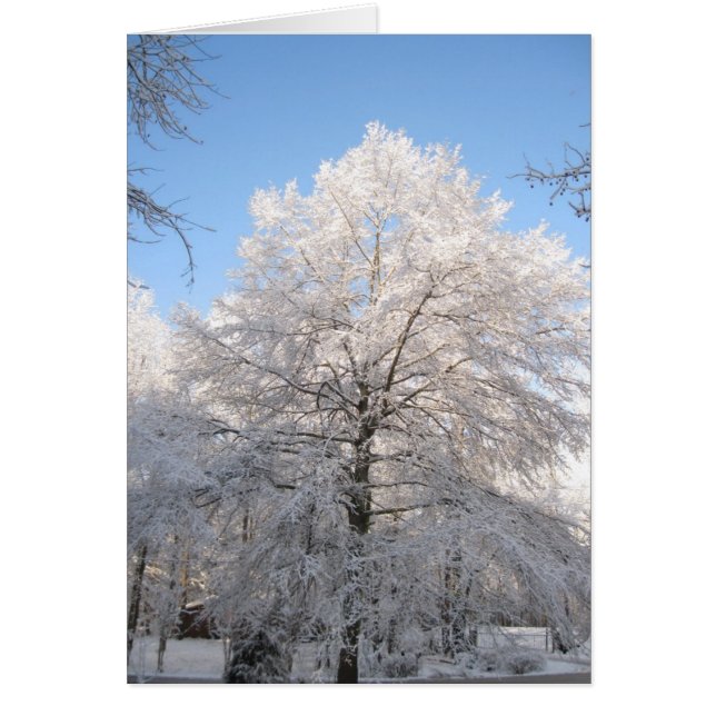 Snowy Oak (Front)