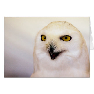 snowy owl