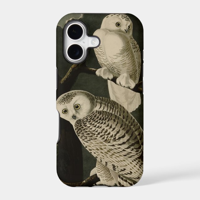 Snowy Owl (Back)